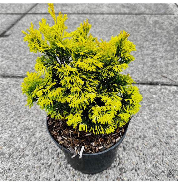 Chamaecyparis obtusa 'Gold Post' F00009646
