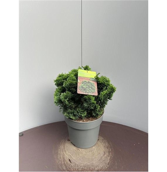 Chamaecyparis obtusa 'Nana Gracilis' F00009324