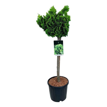 Chamaecyparis obtusa 'Nana Aurea' F00009015