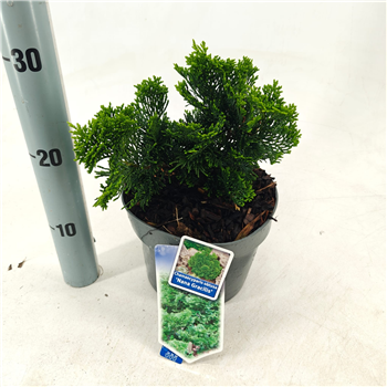 Chamaecyparis obtusa 'Nana Gracilis' F00009647