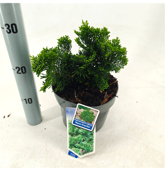 Chamaecyparis obtusa 'Nana Gracilis' F00009647