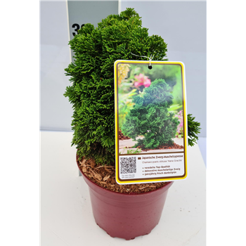Chamaecyparis obtusa 'Nana Gracilis' F00009577
