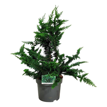 Chamaecyparis obtusa 'Teddy Bear' F00009460