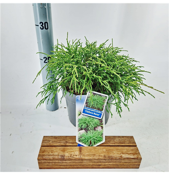 Chamaecyparis pisifera 'Filifera Nana' F00009641