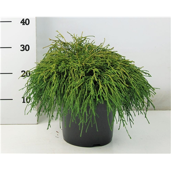 Chamaecyparis pisifera 'Filifera Nana' F00009045