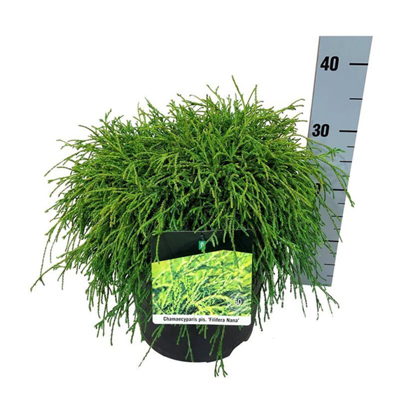 Chamaecyparis pisifera 'Filifera Nana' F00009447