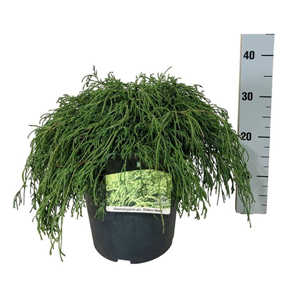 Chamaecyparis pisifera 'Filifera Nana' F00009468