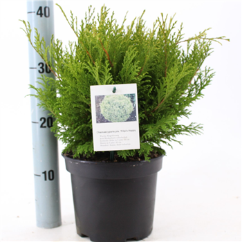 Chamaecyparis pisifera 'Filips Happy Day' F00009640