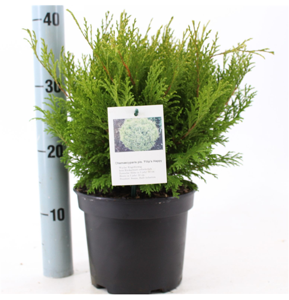 Chamaecyparis pisifera 'Filips Happy Day' F00009640