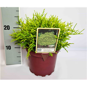 Chamaecyparis pisifera 'Sungold' F00009578