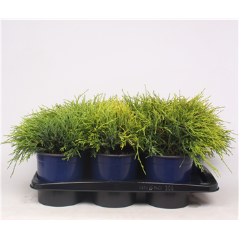Chamaecyparis pisifera 'Sungold' F00003671