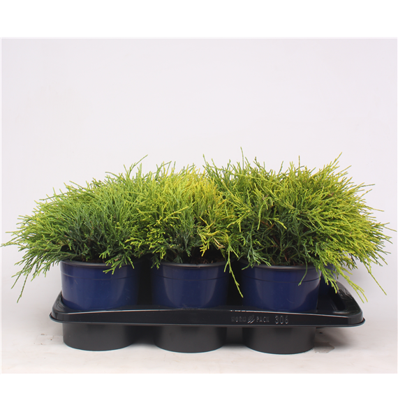 Chamaecyparis pisifera 'Sungold' F00003671