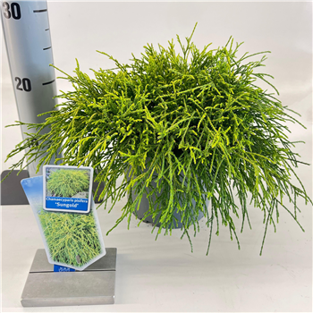 Chamaecyparis pisifera 'Sungold' F00009642