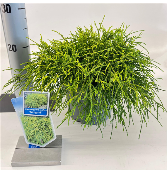 Chamaecyparis pisifera 'Sungold' F00009642