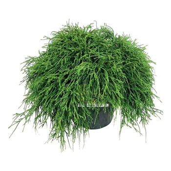 Chamaecyparis pisifera 'Sungold' F00009448