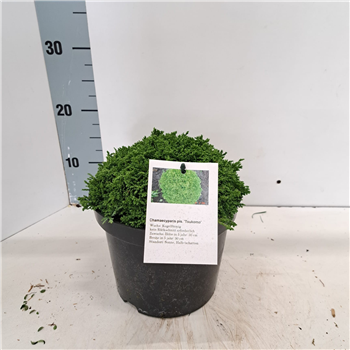 Chamaecyparis pisifera 'Tsukumo' F00009644