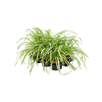 Chlorophytum comosum 'Atlantic' 6/tray 4CHATBU12