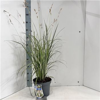 Chlorophytum saundersiae ‘Starlight’ F00009648