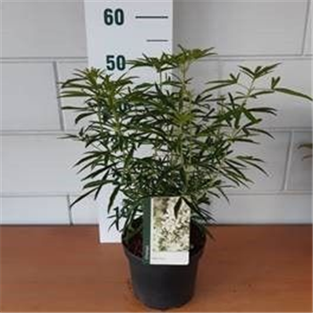Choisya ternata 'Aztec Pearl' F00009637