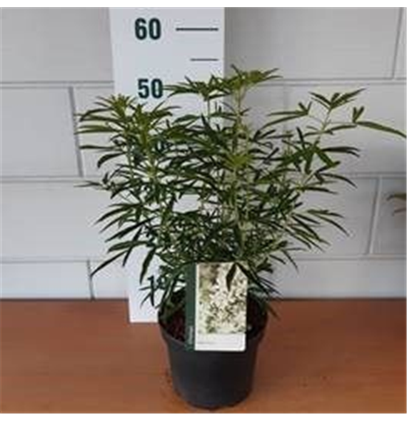 Choisya ternata 'Aztec Pearl' F00009637