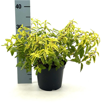 Cistus 'Little Miss Sunshine' F00009511