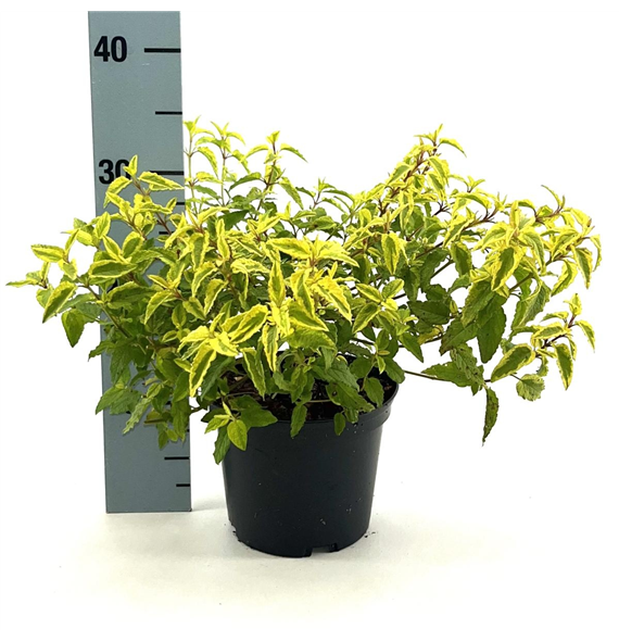 Cistus 'Little Miss Sunshine' F00009511
