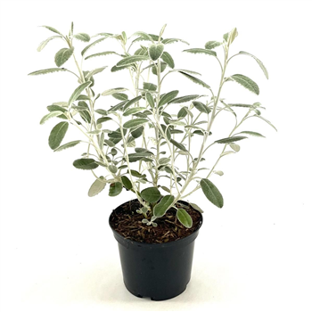 Cistus pulverulentus 'Sunset' F00009500