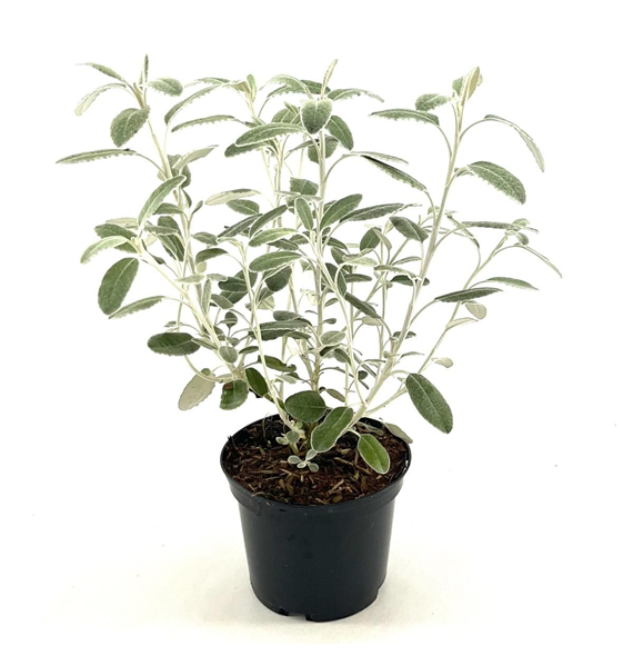 Cistus pulverulentus 'Sunset' F00009500