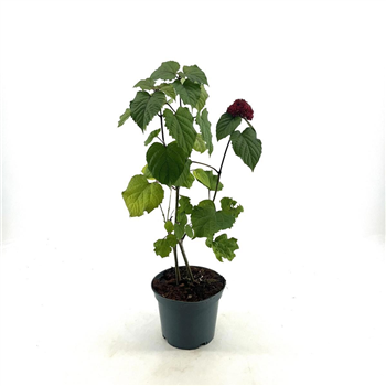 Clerodendrum bungei F00009498
