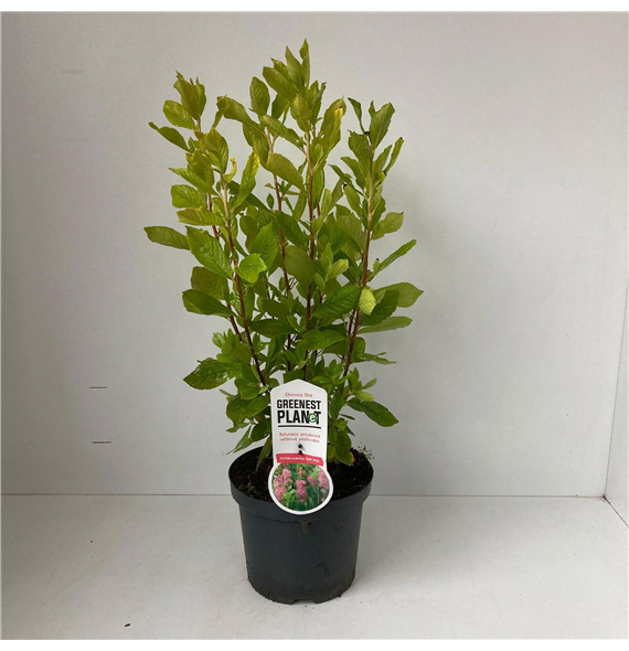 Clethra alnifolia 'Ruby Spice' F00009650
