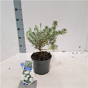 Convolvulus cneorum F00009669