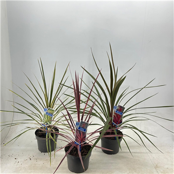 Cordyline australis F00009677
