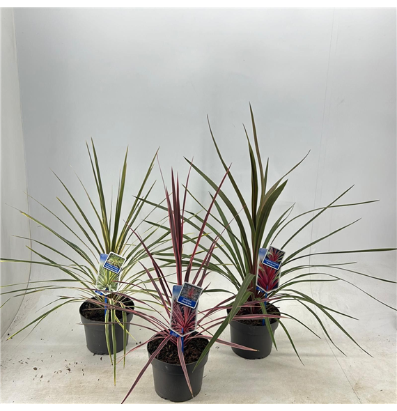 Cordyline australis F00009677