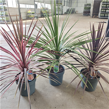 Cordyline australis F00009678