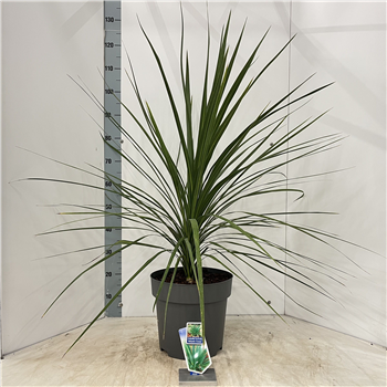 Cordyline australis 'Atlantic Green' F00009652
