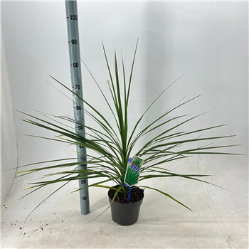 Cordyline australis 'Atlantic Green' F00009651