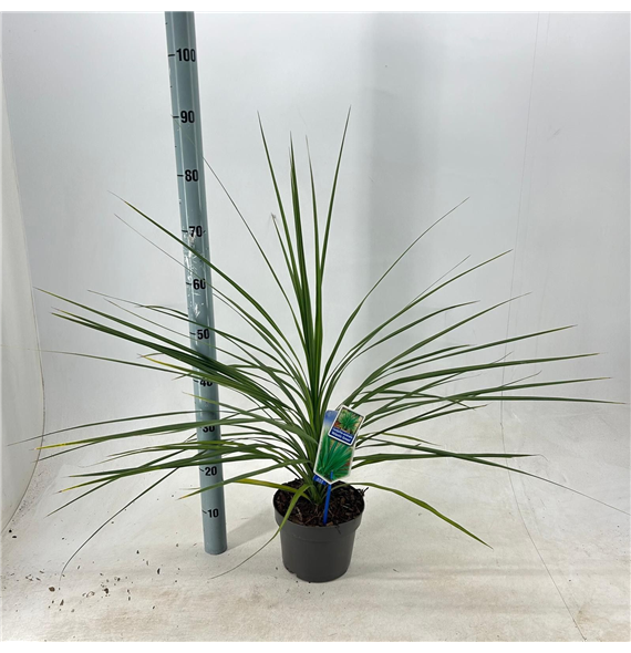Cordyline australis 'Atlantic Green' F00009651
