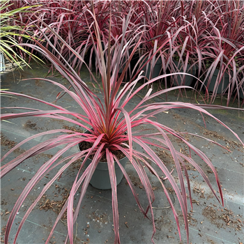Cordyline australis 'Banksii Salsa' F00009667