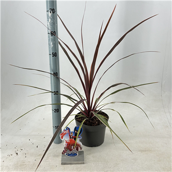 Cordyline australis 'Can Can' F00009655