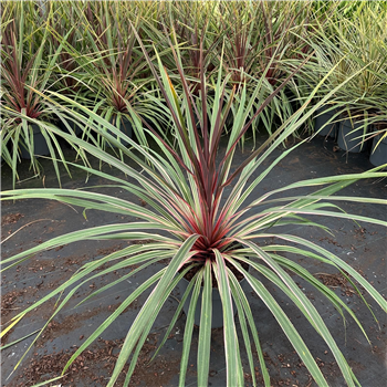 Cordyline australis 'Can Can' F00009656