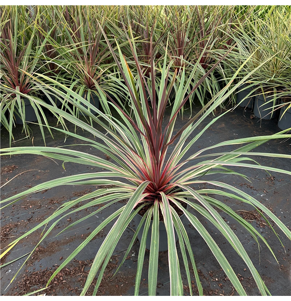 Cordyline australis 'Can Can' F00009656