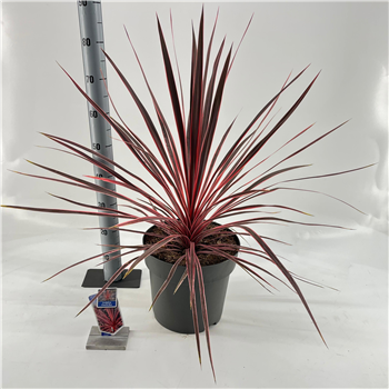 Cordyline australis 'Charlie Boy' F00009654
