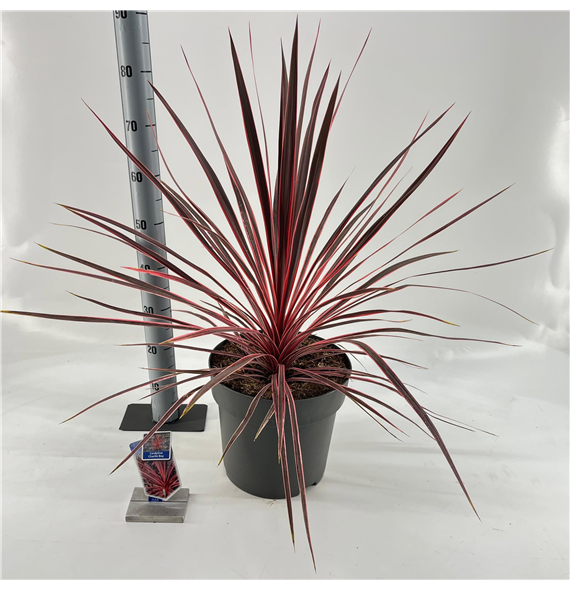 Cordyline australis 'Charlie Boy' F00009654