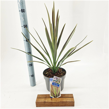 Cordyline australis 'Choc Mint' F00009657
