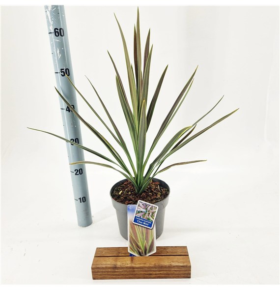 Cordyline australis 'Choc Mint' F00009657