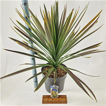 Cordyline australis 'Choc Mint' F00009658