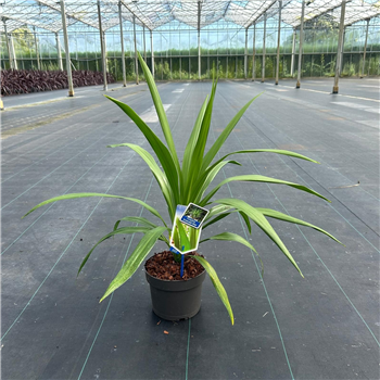 Cordyline australis 'Emerald Star' F00009671