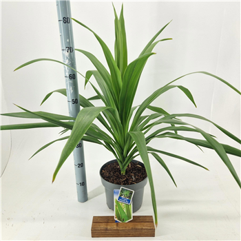 Cordyline australis 'Emerald Star' F00009672