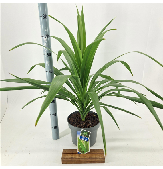 Cordyline australis 'Emerald Star' F00009672