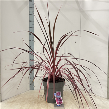 Cordyline australis 'Festival Raspberry' F00009676